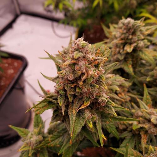 Strawberry Banana Auto. Week 10 - Day 73 - Red is coming out!