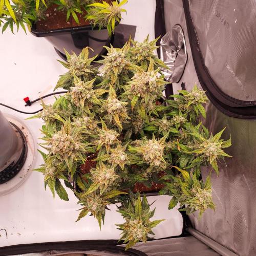 Strawberry Banana Auto. Week 10 - Day 73 - Beauty from the Tops