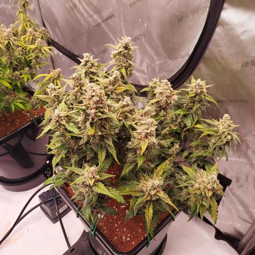 Strawberry Banana Auto. Week 10 - Day 73 - Nice