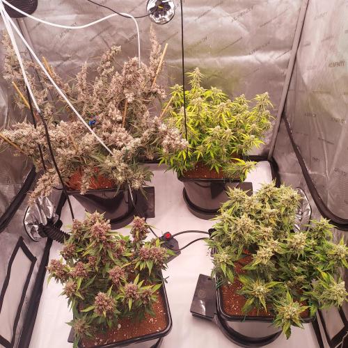 Strawberry Banana Auto. Week 10 - Day 73 - Ful 4 x 4 Tent - Great Work!