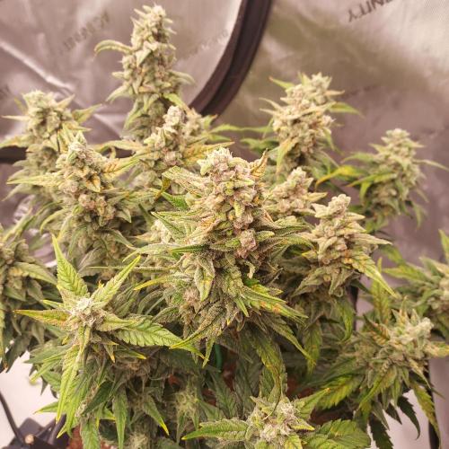 Strawberry Banana Auto. Week 10 - Day 68