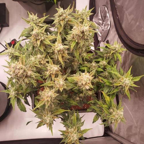 Strawberry Banana Auto. Week 10 - Day 68