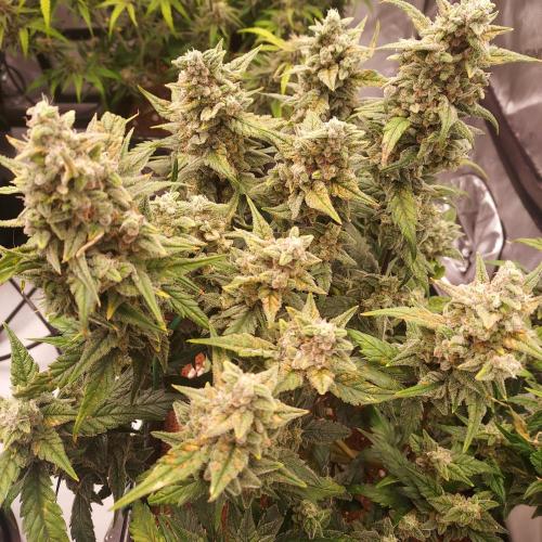 Strawberry Banana Auto. Week 10 - Day 68