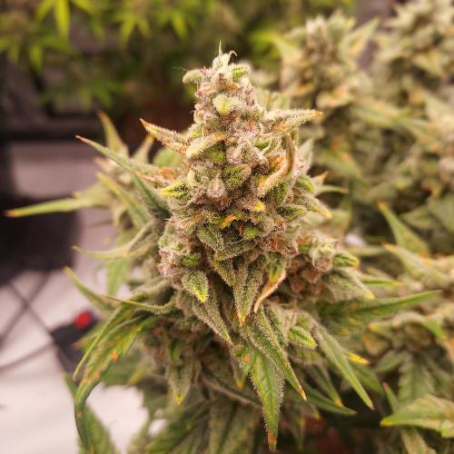 Strawberry Banana Auto. Week 10 - Day 68