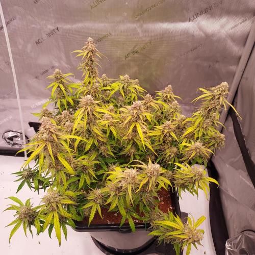 Hyperion F1. Week 10 - Day 73 - She's Starting to Finish