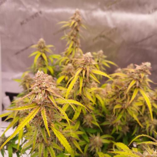 Hyperion F1. Week 10 - Day 73 - Finishing, not Bulking Though