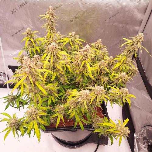 Hyperion F1. Week 10 - Day 73 - A Solid Star