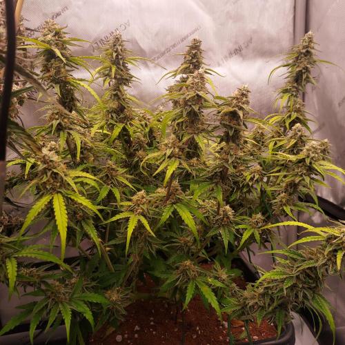Hyperion F1. Week 10 - Day 68