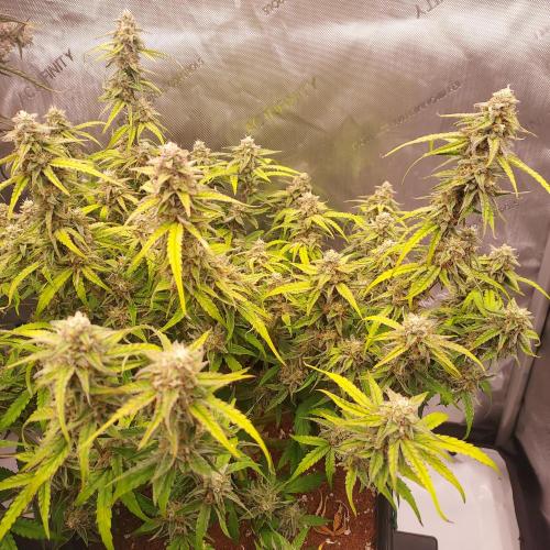Hyperion F1. Week 10 - Day 68