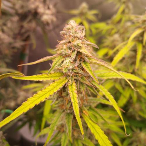 Hyperion F1. Week 10 - Day 68