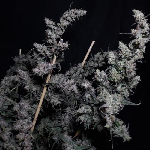 Critical Mass CBD Auto. Week 10 - Reminds me of some sort of picture from a telescope!