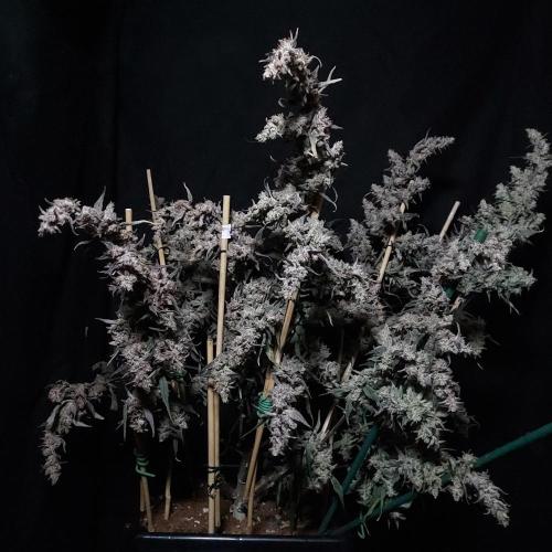 Critical Mass CBD Auto. Week 10 - Happy for this gal!