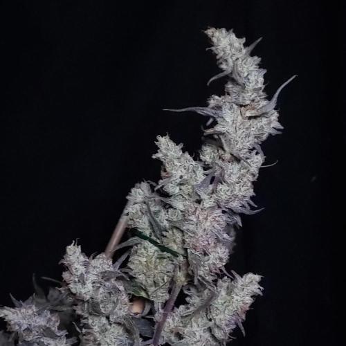 Critical Mass CBD Auto. Week 10 - Yay!