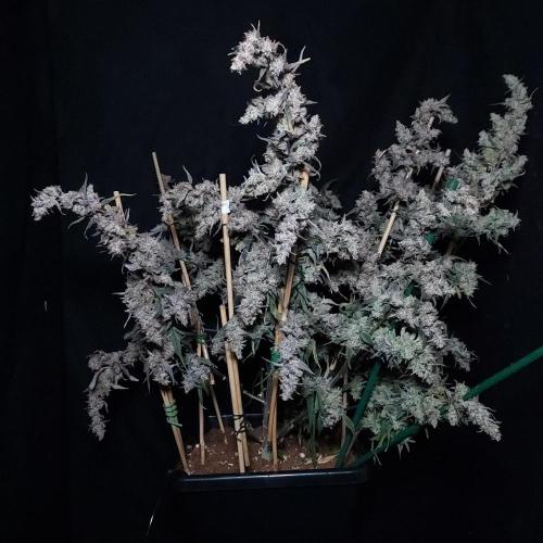 Critical Mass CBD Auto. Week 10 - I need to get a perspective object in here next time, she is massive!