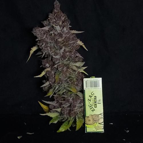 Lemon Cherry Cookies Auto. Week 11 - Nice Comparison Here