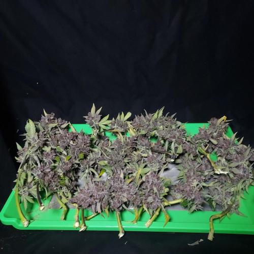 Lemon Cherry Cookies Auto. Week 11 - She is Going to Be a Good Yield! 