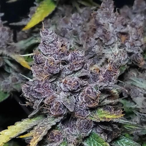 Lemon Cherry Cookies Auto. Week 11 - As Close as I can Get, She Looks Like Cherries haha