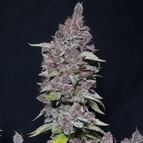 Lemon Cherry Cookies Auto. Week 11 - Main Cola, Tall Boy Beer Can