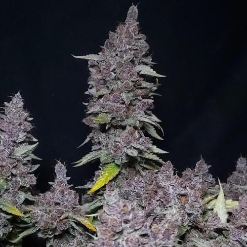 Lemon Cherry Cookies Auto. Week 11 - She was Thick