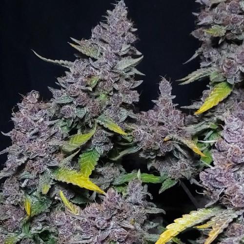 Lemon Cherry Cookies Auto. Week 11 - Middle Canopy, Absolutely Perfect