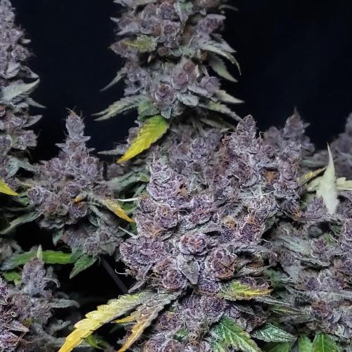 Lemon Cherry Cookies Auto. Week 11 - As Close as I can Get, She Looks Like Cherries haha