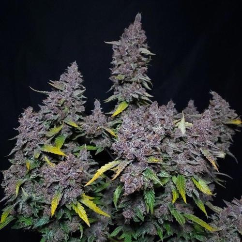 Lemon Cherry Cookies Auto. Week 11 - Gem