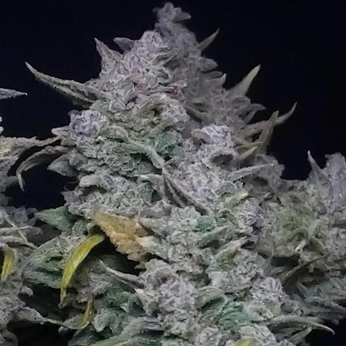 Strawberry Banana Auto. Week 11 - Some Strawberry Hi-Lights