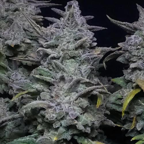 Strawberry Banana Auto. Week 11 - Stacked