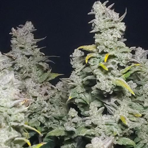 Strawberry Banana Auto. Week 11 - Beautiful