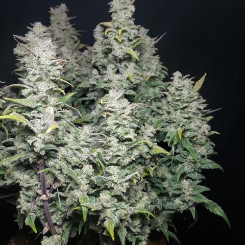 Strawberry Banana Auto. Week 11 - Ripe