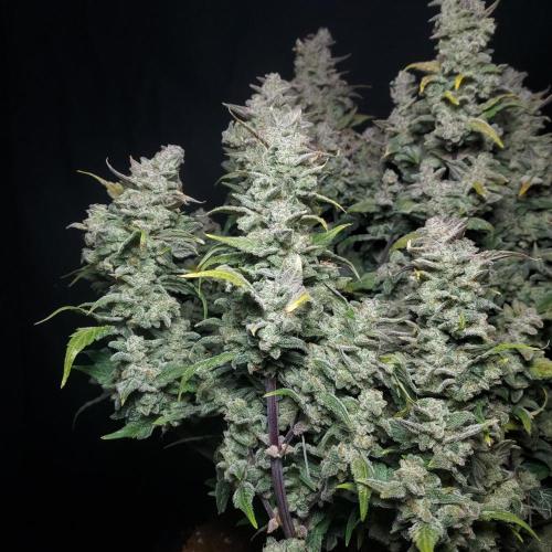 Strawberry Banana Auto. Week 11 - Luchious