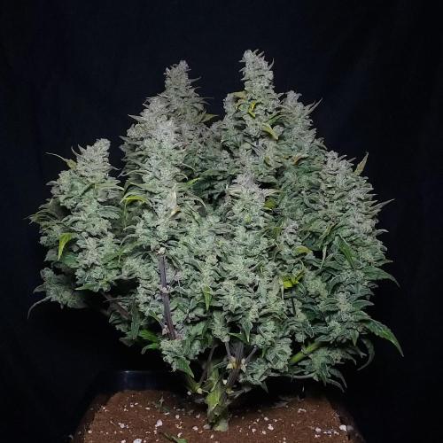 Strawberry Banana Auto. Week 11 - She is a Dense Beauty!