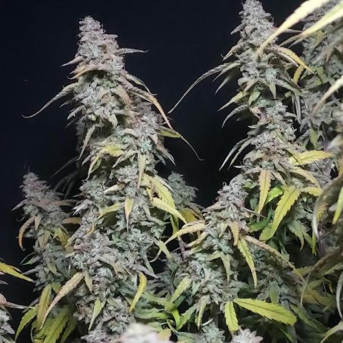 Hyperion F1. Week 11 - Glowing