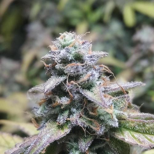 Hyperion F1. Week 11 - Happy Buds