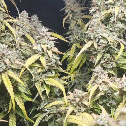 Hyperion F1. Week 11 - Innards