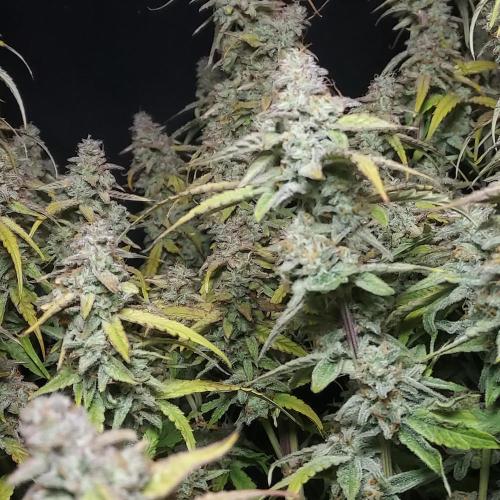 Hyperion F1. Week 11 - Towers