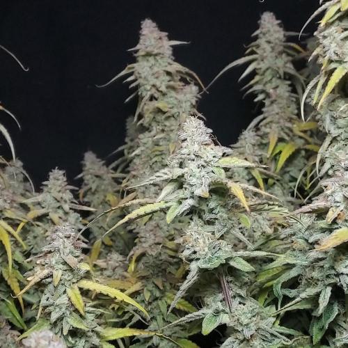 Hyperion F1. Week 11 - Happy!