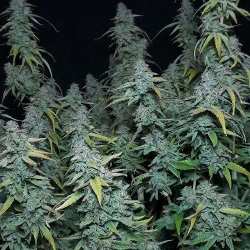 Hyperion F1. Week 11 - No Idea How My Camera Turned This Green