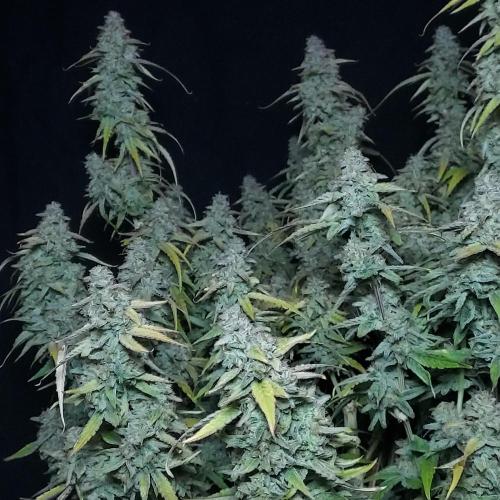 Hyperion F1. Week 11 - No Idea How My Camera Turned This Green