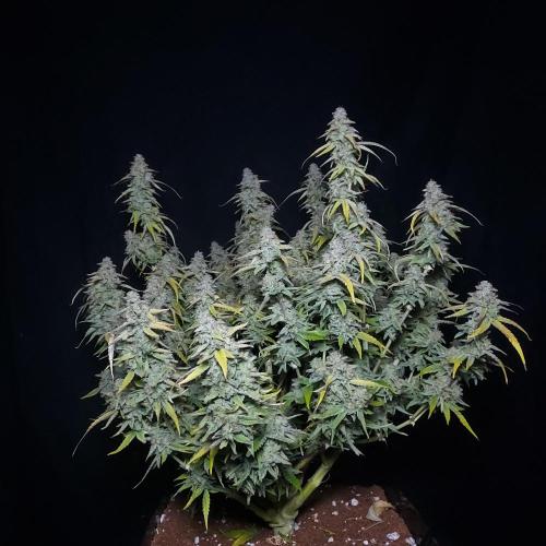 Hyperion F1. Week 11 - Joy In A Bush