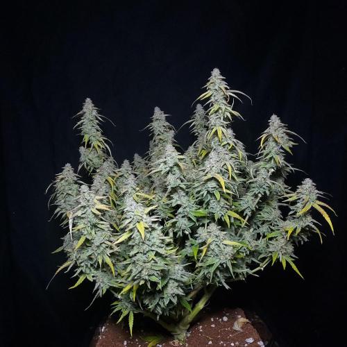 Hyperion F1. Week 11 - What a Bush!