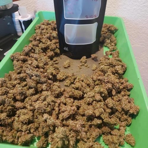 Critical Mass CBD Auto. Week 10 - 7 oz and the dry sift from the Common Culture Tray.. Amazing!
