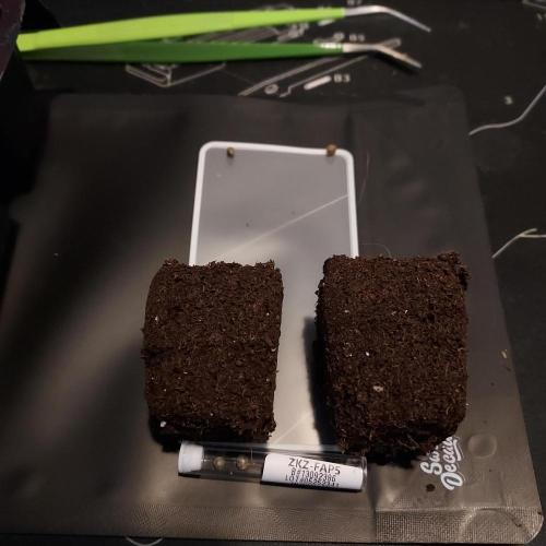 Zkittlez (#1) Auto - Taste the Rainbow. Week 0 - Organiplug Prep