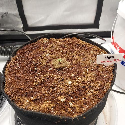 Zkittlez (#1) Auto - Taste the Rainbow. Week 0 - Popped and Day 1