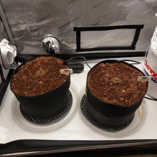 Zkittlez (#1) Auto - Taste the Rainbow. Week 0 - Taste the Rainbow - Day 1!