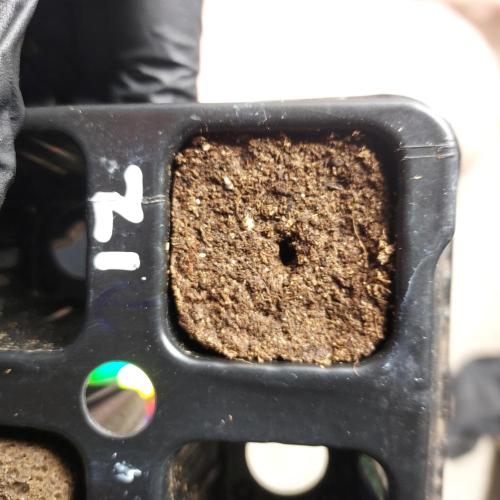 Zkittlez (#1) Auto - Taste the Rainbow. Week 0 - Ready to plant!