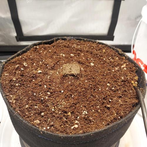 Zkittlez (#1) Auto - Taste the Rainbow. Week 0 - Placed gently in the hole!