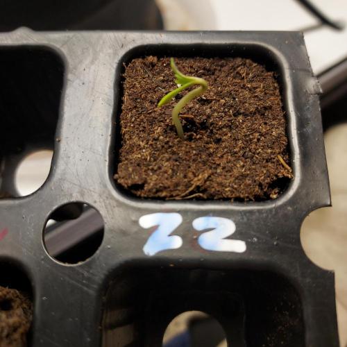 Zkittlez (#2) - Double the Rainbow. Week 0
