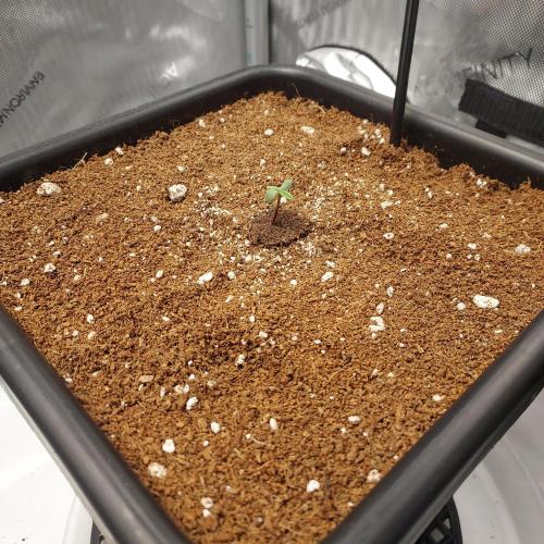 CBG Relief Auto - Pain Relief Hope!. Week 0 - Beautfy!