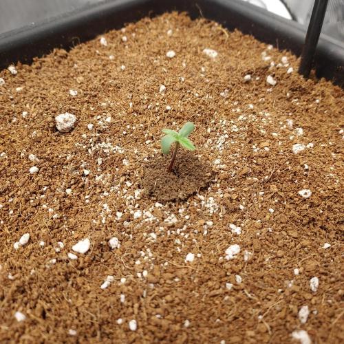 CBG Relief Auto - Pain Relief Hope!. Week 0 - We have success! 